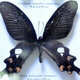 Frame with naturalized butterflies