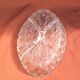 Sculpted oval glass plate with 4 compartments