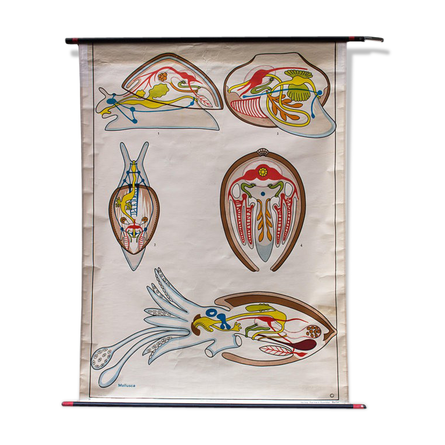 Displays "Mollusca" plans of construction in the animal Kingdom Verlag Berlin 1967 Gamke Gerhard