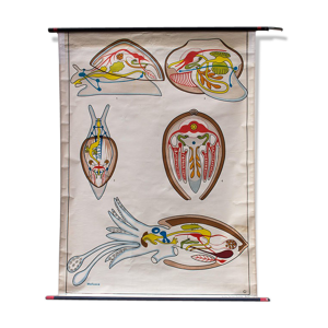 Affiche Mollusca plans