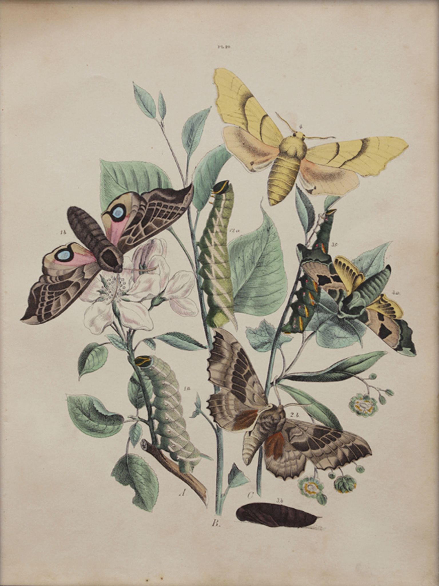 Illustration gravure animal vintage 1850