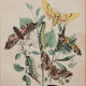 Illustration vintage animal engraving 1850