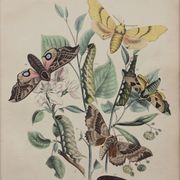 Illustration gravure animal vintage 1850