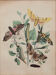 Illustration vintage animal engraving 1850