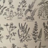 Lithograph on aromatic and melliferous plants - 1920