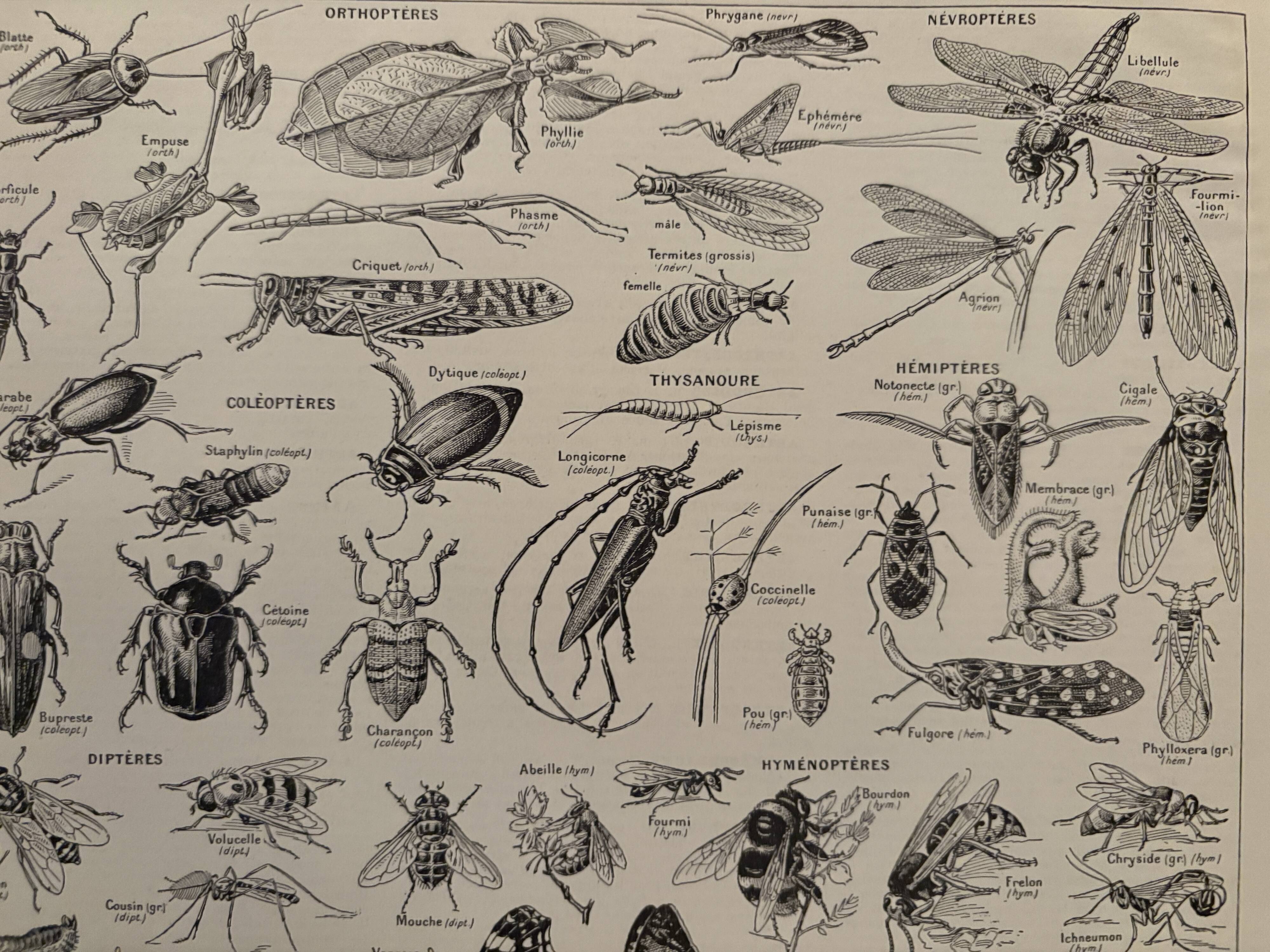 Vintage Arthropod Engraving – 1930
