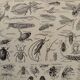 Vintage Arthropod Engraving – 1930