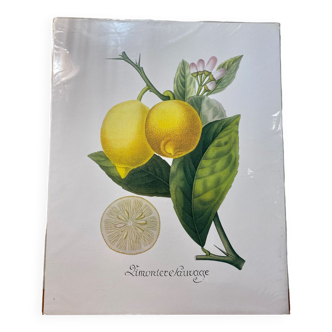 Risso Citrus Lithograph