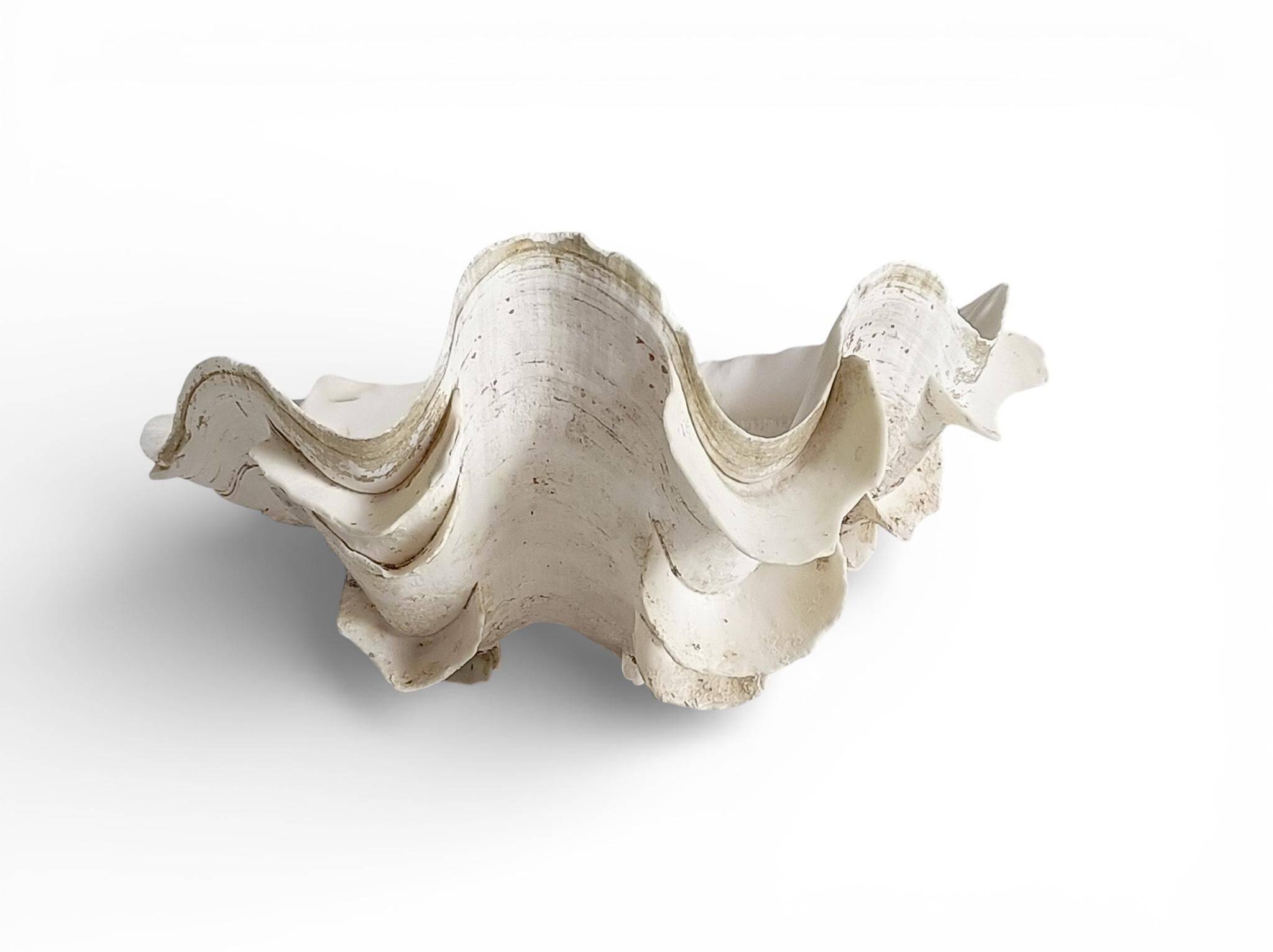 Stunning South Pacific Clam Shell – Sculptural Organic Modern Object