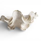 Stunning South Pacific Clam Shell – Sculptural Organic Modern Object