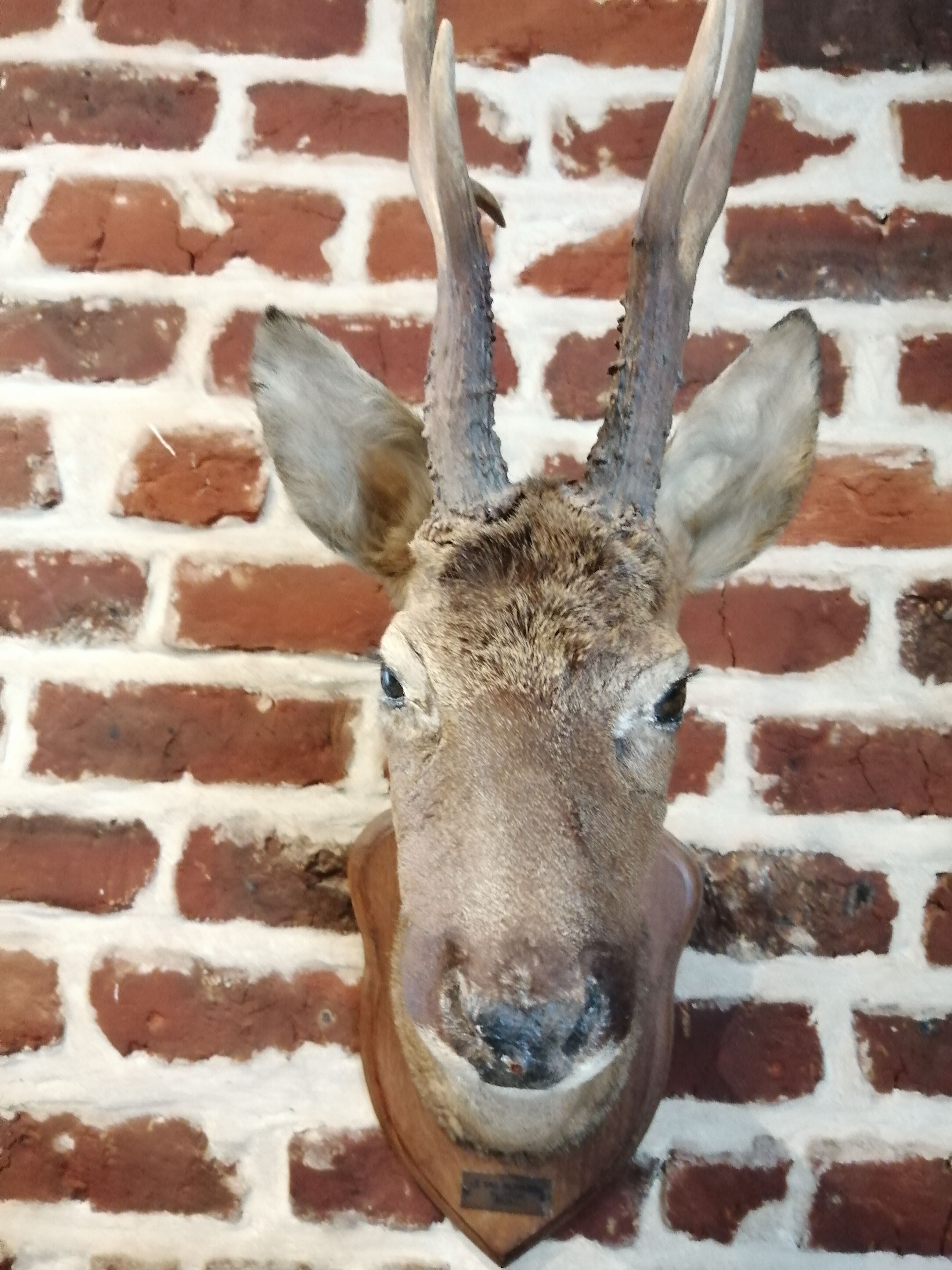 Trophée de chasse tête chevreuil
