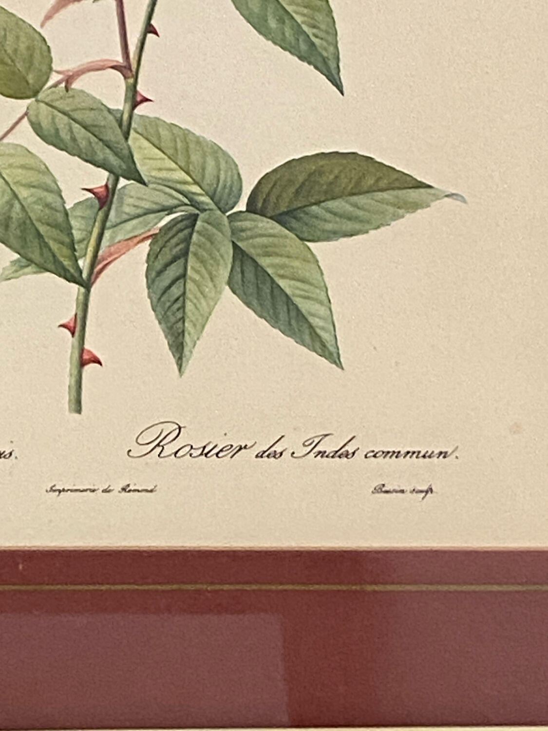 Botanical poster, P-J Redouté, brass frame