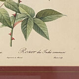 Botanical poster, P-J Redouté, brass frame