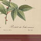 Botanical poster, P-J Redouté, brass frame