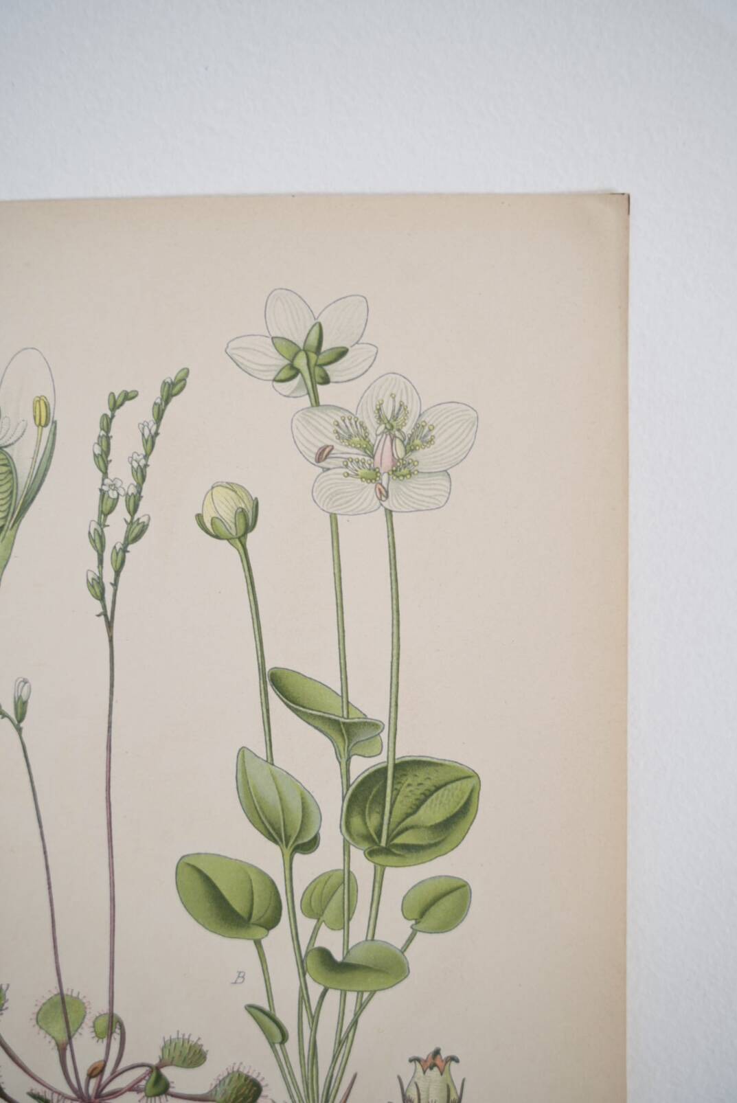 Old botanical plates in colour of Round-leaved Rossolis