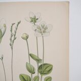 Old botanical plates in colour of Round-leaved Rossolis
