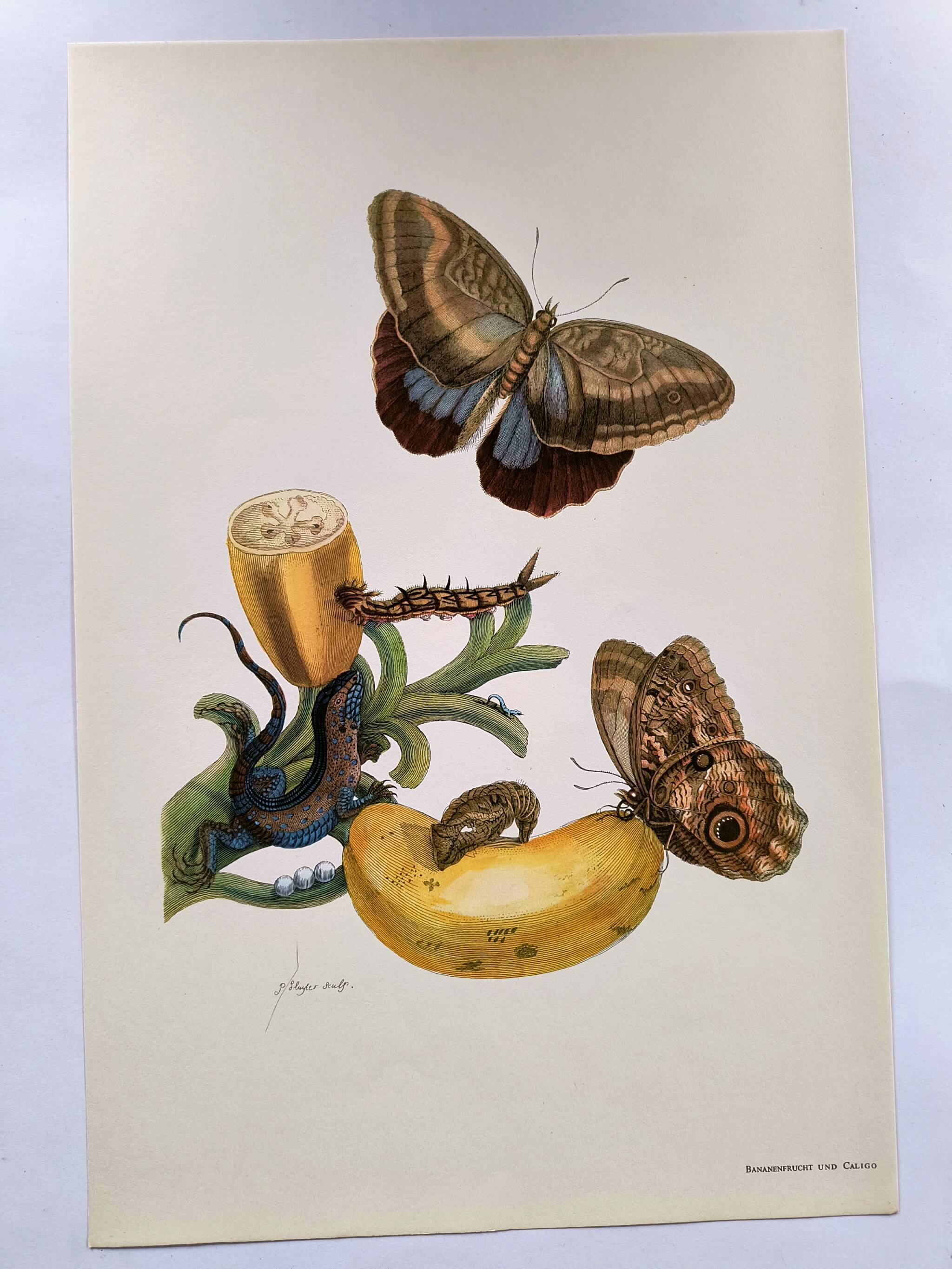Tropical Butterflies by Merian - Original Plate - Vintage Illustration