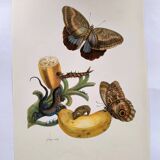 Papillons tropicaux de Merian - Planche originale - illustration vintage