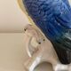 Bird Great Cockatoo Karl Ens