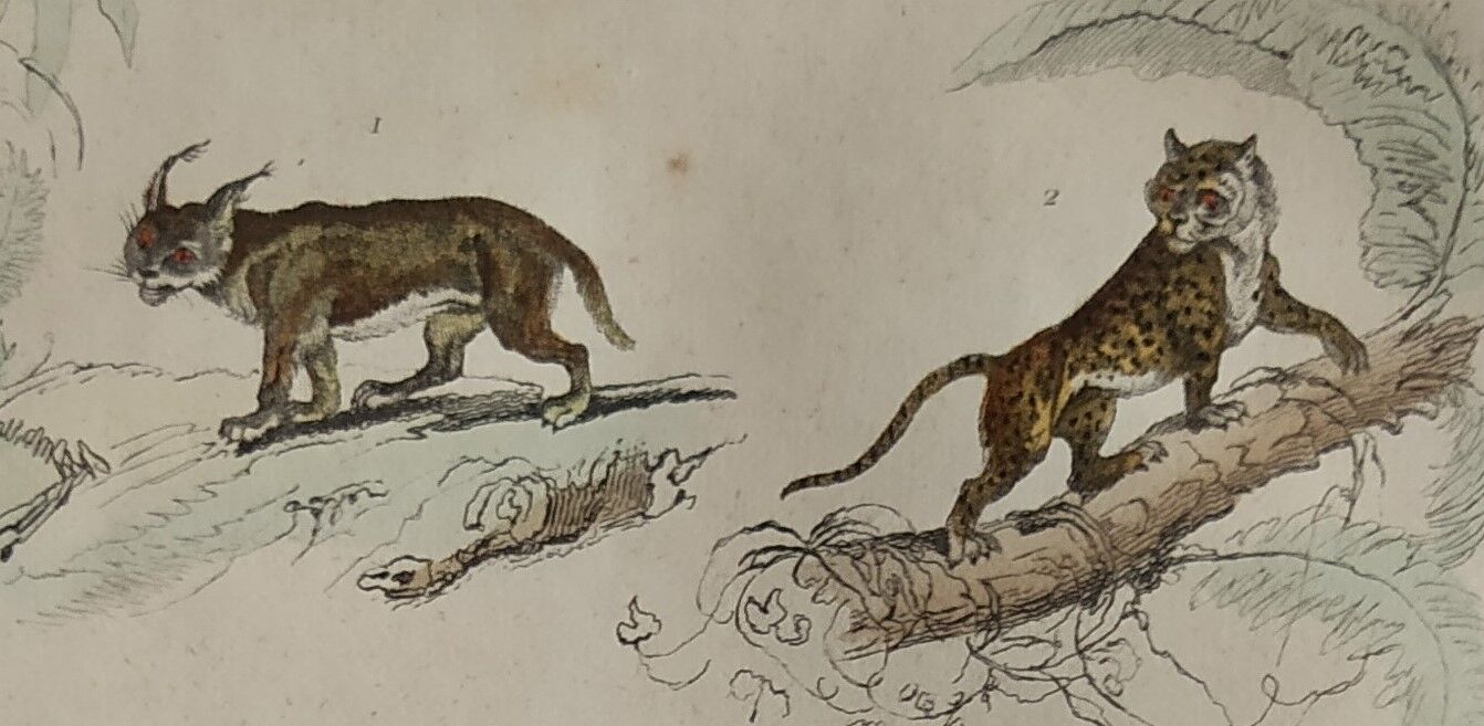 Original zoological plate " Caracal - Serval - Ocelot - &c... " Buffon (1836)