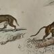 Original zoological plate " Caracal - Serval - Ocelot - &c... " Buffon (1836)