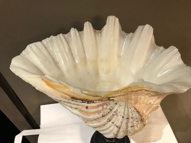 Clam mounted in vacuum pocket