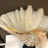 Clam mounted in vacuum pocket