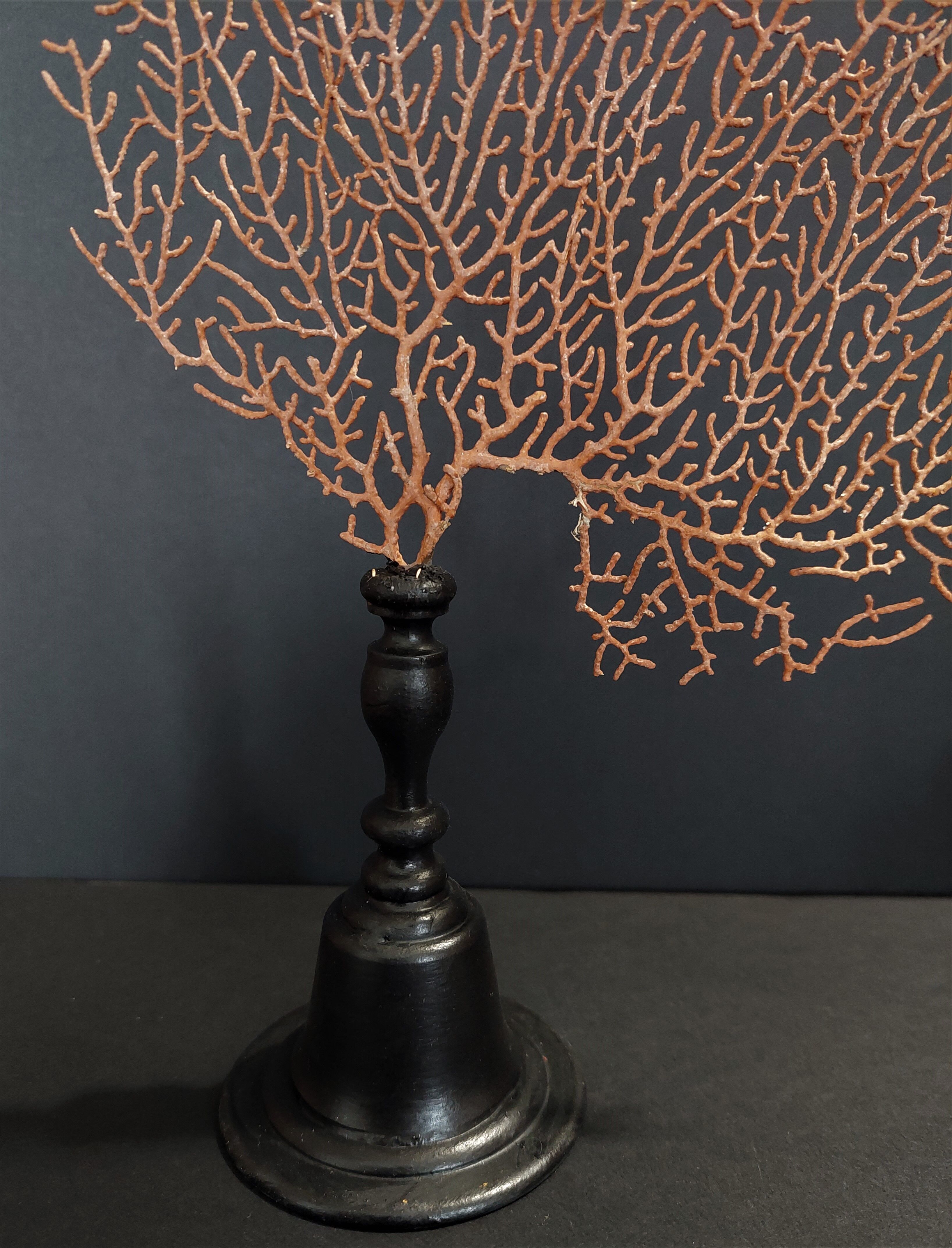 Cabinet of Curiosities red gorgon paramuricea clavata on base