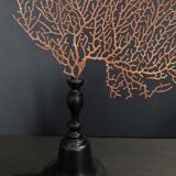 Cabinet of Curiosities red gorgon paramuricea clavata on base