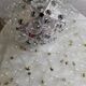 Suspension Taraxacum 88 – Flower – Design by Achille Castiglioni – Very good