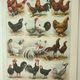 Antique engraving 1922, Hens 2, rooster, breeds, farmyard, farm • Lithograph, original illustration