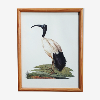 Cadre ornithologique ibis sacré