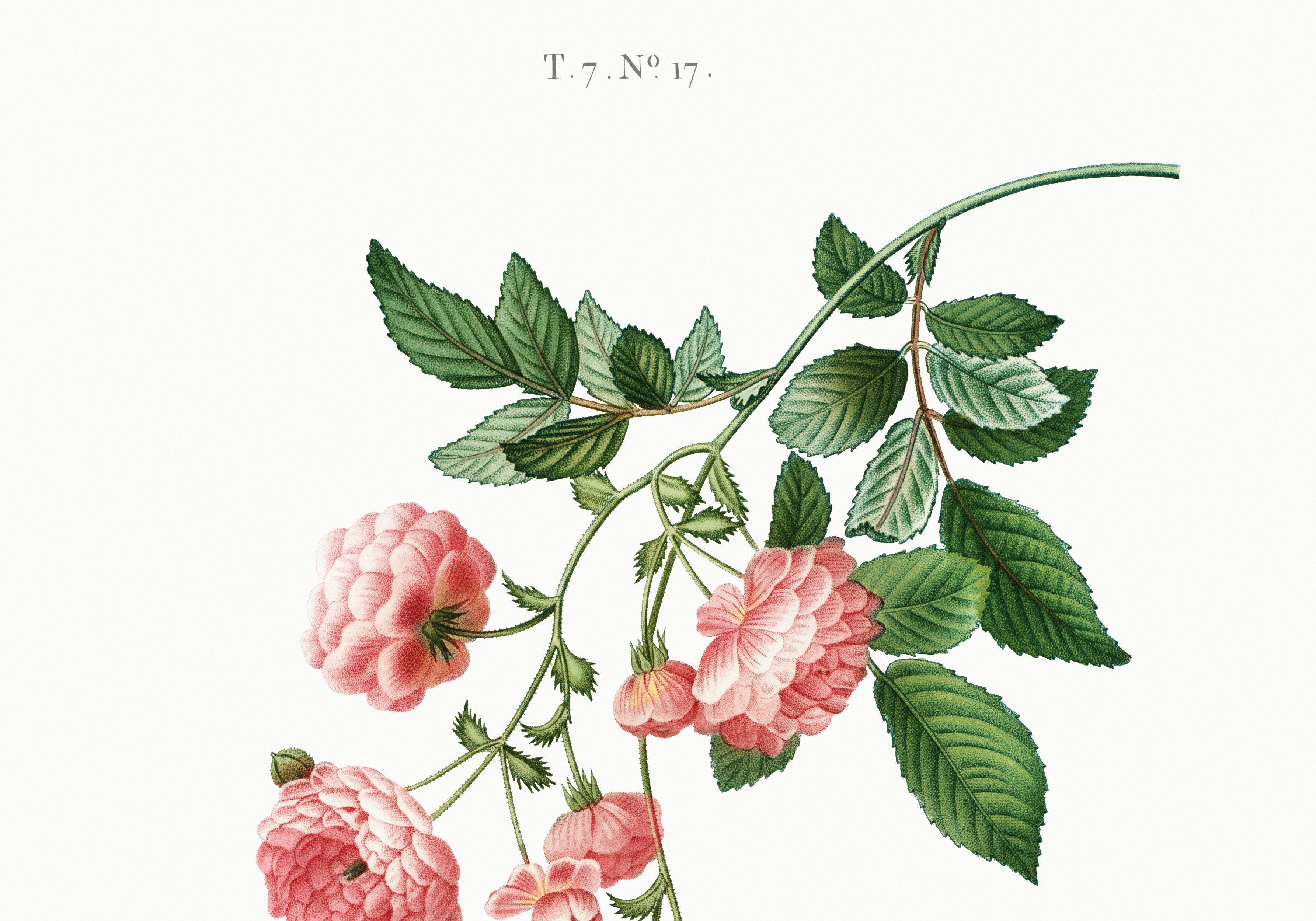 Poster about the Multiflora Rose, based on an old engraving from 1802