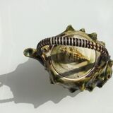 Seashell tea barbotine