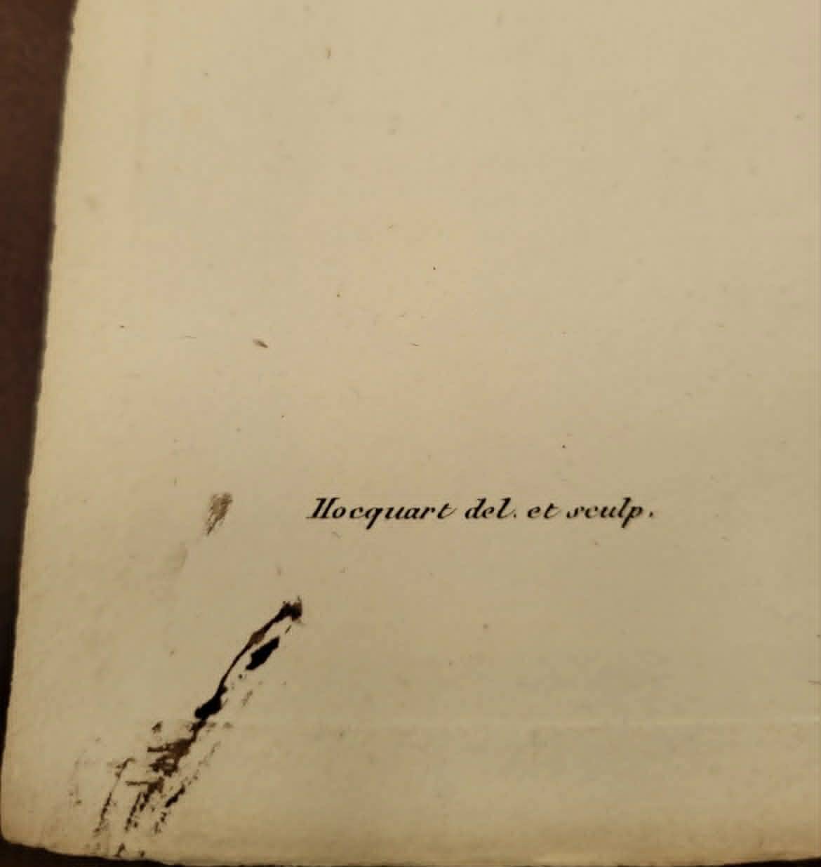Medical phytography, dauphin staphisaigne hand-coloured, j. roques 1821