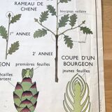 Rossignol pedagogical poster