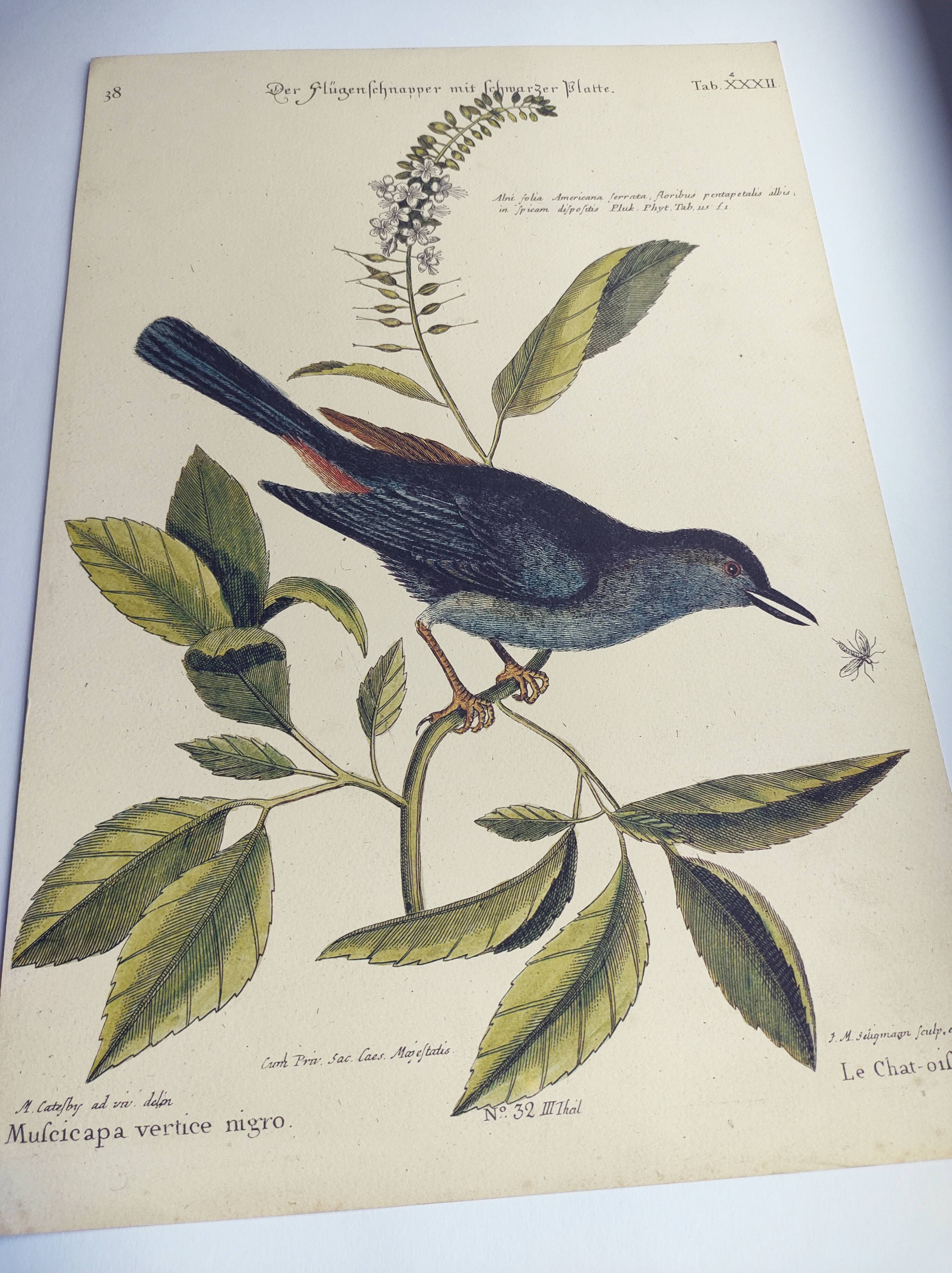Old bird engraving -The Cat-Bird- Zoological plate by Seligmann & Catesby