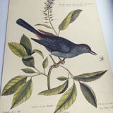 Old bird engraving -The Cat-Bird- Zoological plate by Seligmann & Catesby