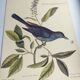 Old bird engraving -The Cat-Bird- Zoological plate by Seligmann & Catesby