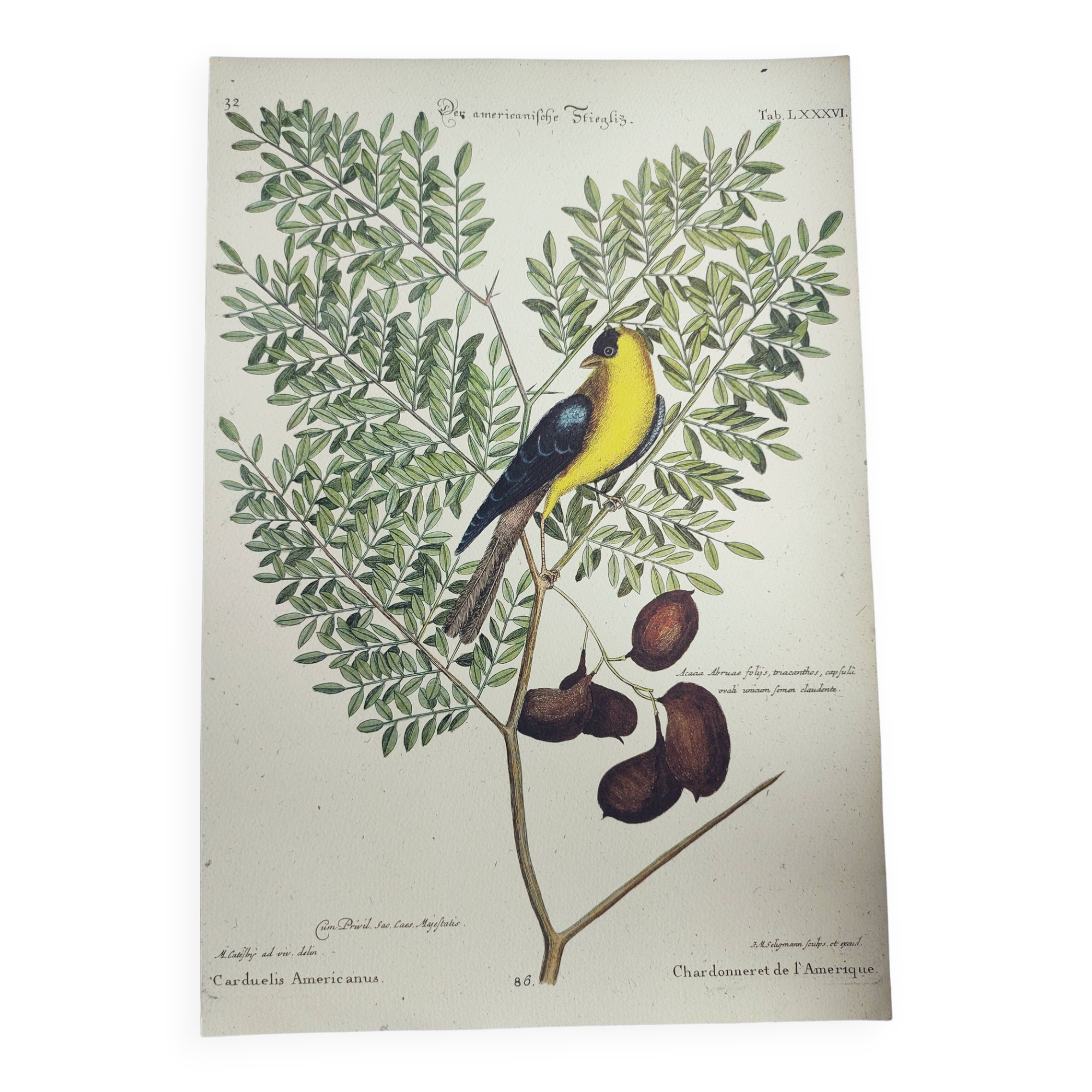 Gravure ancienne oiseau -Chardonneret- Image nature de Seligmann & Catesby