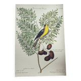 Old bird engraving - Goldfinch - Nature image by Seligmann & Catesby