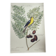 Gravure ancienne oiseau -Chardonneret- Image nature de Seligmann & Catesby