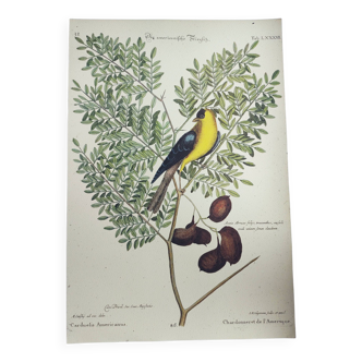 Gravure ancienne oiseau -Chardonneret- Image nature de Seligmann & Catesby