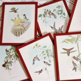 Set of 7 chromolithographs birds 50s