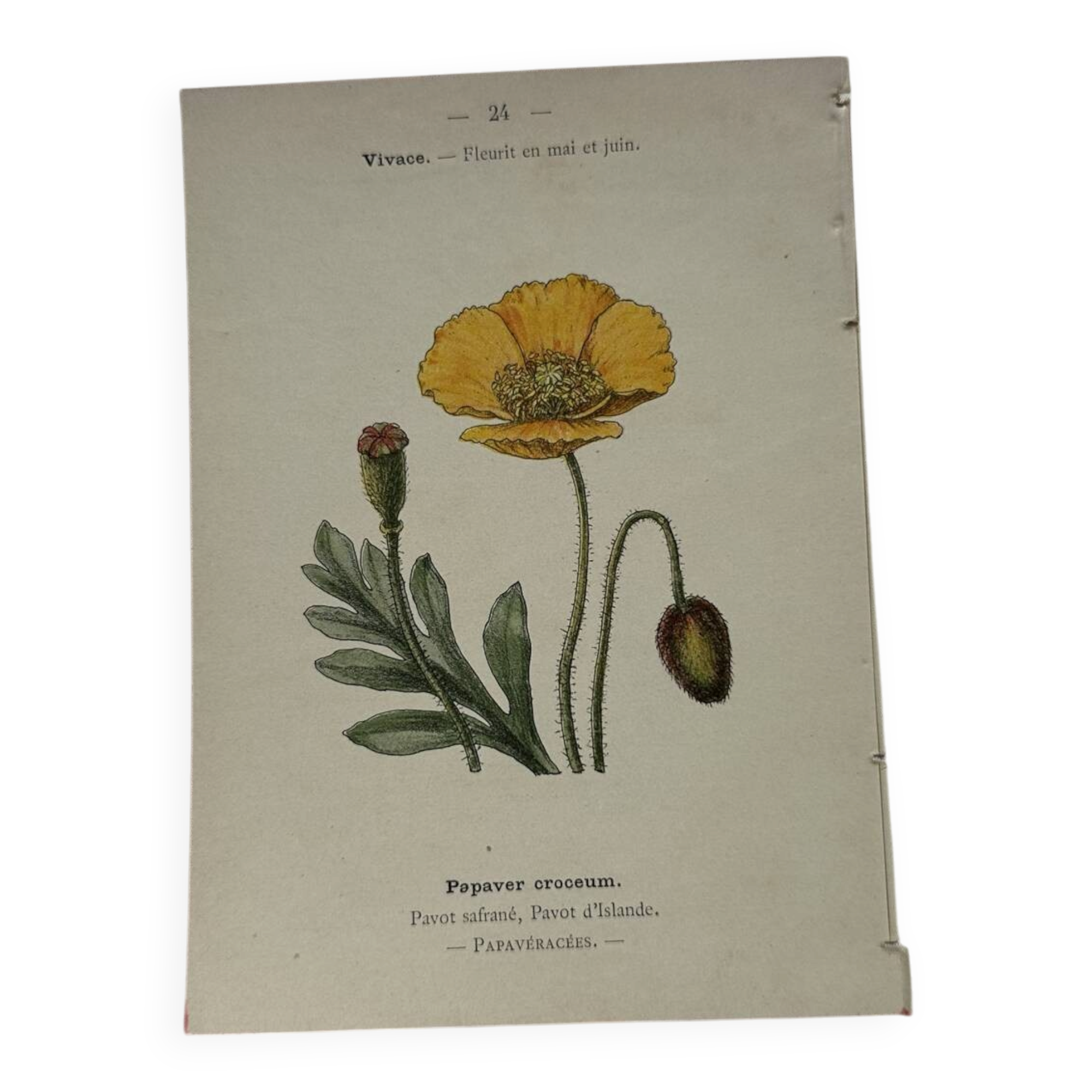 Botanical plate floral engraving naturalist 1800 double-sided