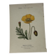 Botanical plate floral engraving naturalist 1800 double-sided