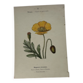 Gravure florale, planche botanique naturaliste 1800