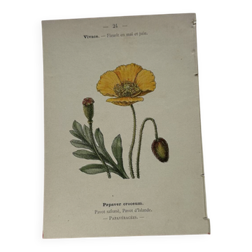 Botanical plate floral engraving naturalist 1800 double-sided