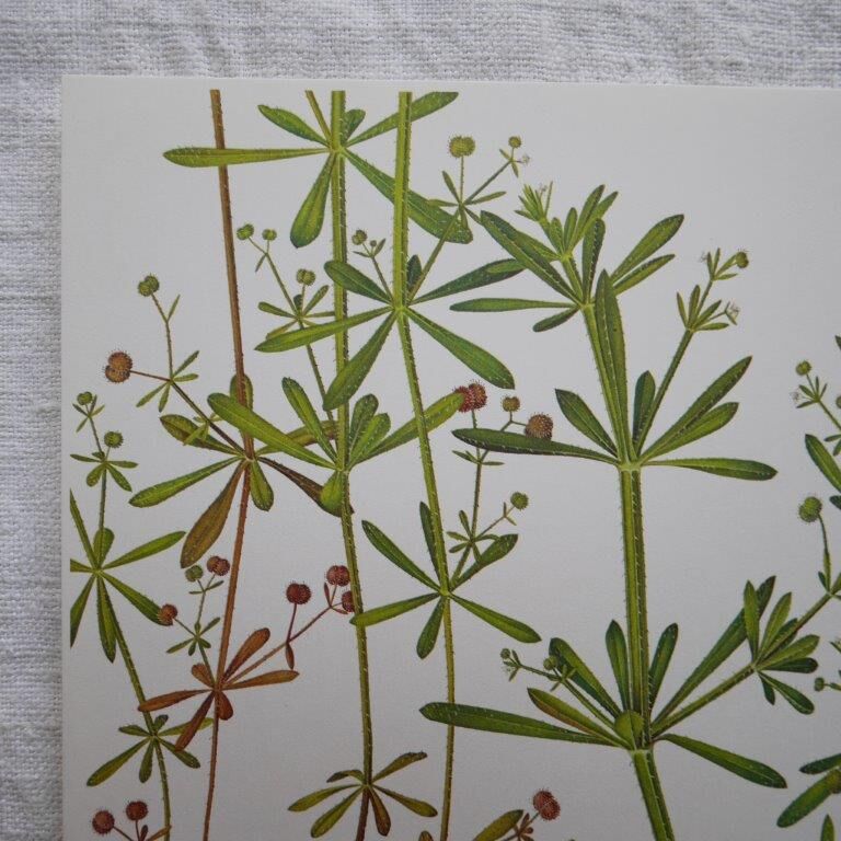 Set of 2 botanical boards Geigy