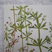 Set of 2 botanical boards Geigy